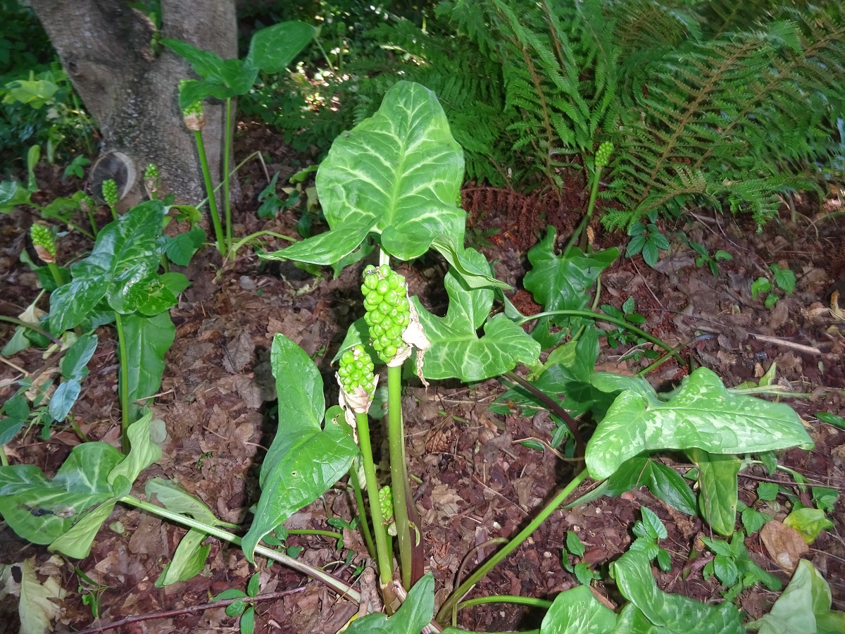 Arum italicum (Araceae)